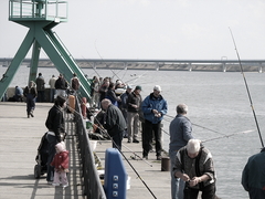 Heringsangeln Stralsund